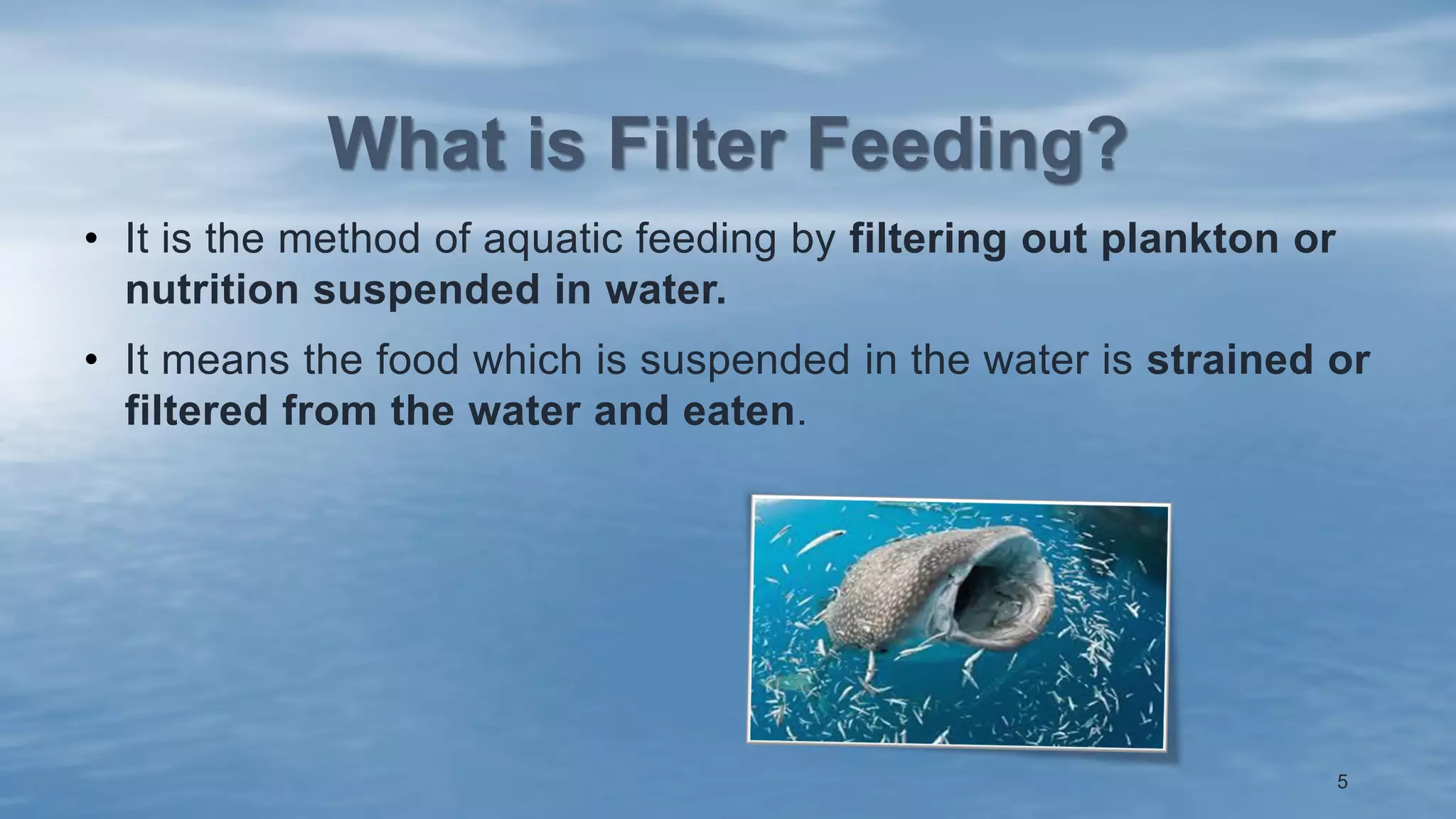 What is Filter Feeding?
• It is the method of aquatic feeding by filtering out plankton or
nutrition suspended in water.
• It means the food which is suspended in the water is strained or
filtered from the water and eaten.
5
 