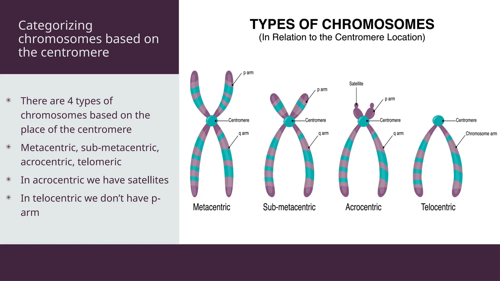 Categorizing
chromosomes based on
the centromere
 There are 4 types of
chromosomes based on the
place of the centromere
 Metacentric, sub-metacentric,
acrocentric, telomeric
 In acrocentric we have satellites
 In telocentric we don’t have p-
arm
 