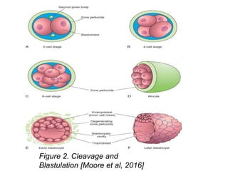 Figure 2. Cleavage and
Blastulation [Moore et al, 2016]
 