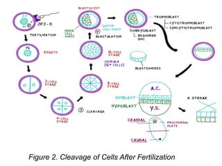 Figure 2. Cleavage of Cells After Fertilization
 