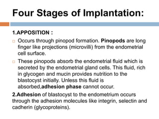 Four Stages of Implantation:
1.APPOSITION :
 Occurs through pinopod formation. Pinopods are long
finger like projections (microvilli) from the endometrial
cell surface.
 These pinopods absorb the endometrial fluid which is
secreted by the endometrial gland cells. This fluid, rich
in glycogen and mucin provides nutrition to the
blastocyst initially. Unless this fluid is
absorbed,adhesion phase cannot occur.
2.Adhesion of blastocyst to the endometrium occurs
through the adhesion molecules like integrin, selectin and
cadherin (glycoproteins).
 