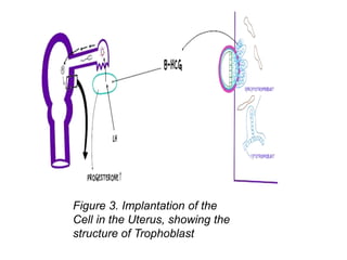 Figure 3. Implantation of the
Cell in the Uterus, showing the
structure of Trophoblast
 