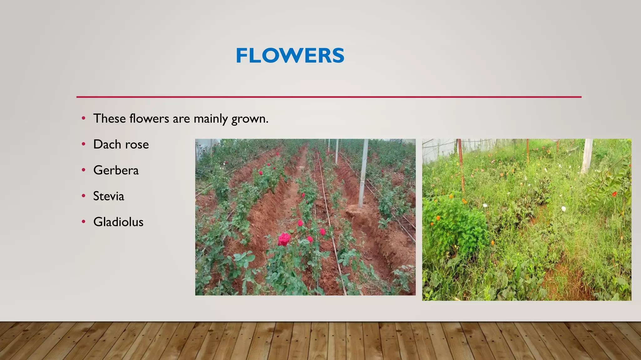 FLOWERS
• These flowers are mainly grown.
• Dach rose
• Gerbera
• Stevia
• Gladiolus
 