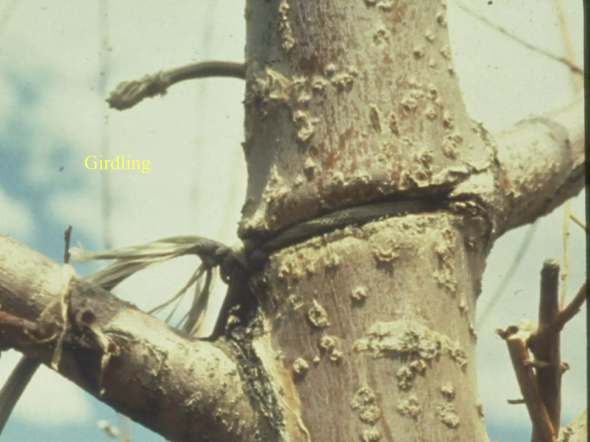 Good Class4 Ornamental Diseases