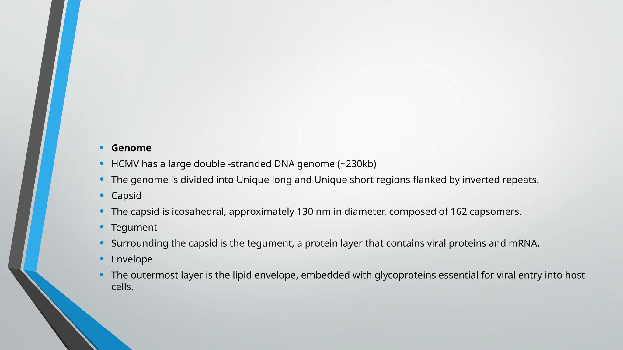 • Genome
• HCMV has a large double -stranded DNA genome (~230kb)
• The genome is divided into Unique long and Unique short regions flanked by inverted repeats.
• Capsid
• The capsid is icosahedral, approximately 130 nm in diameter, composed of 162 capsomers.
• Tegument
• Surrounding the capsid is the tegument, a protein layer that contains viral proteins and mRNA.
• Envelope
• The outermost layer is the lipid envelope, embedded with glycoproteins essential for viral entry into host
cells.
 
