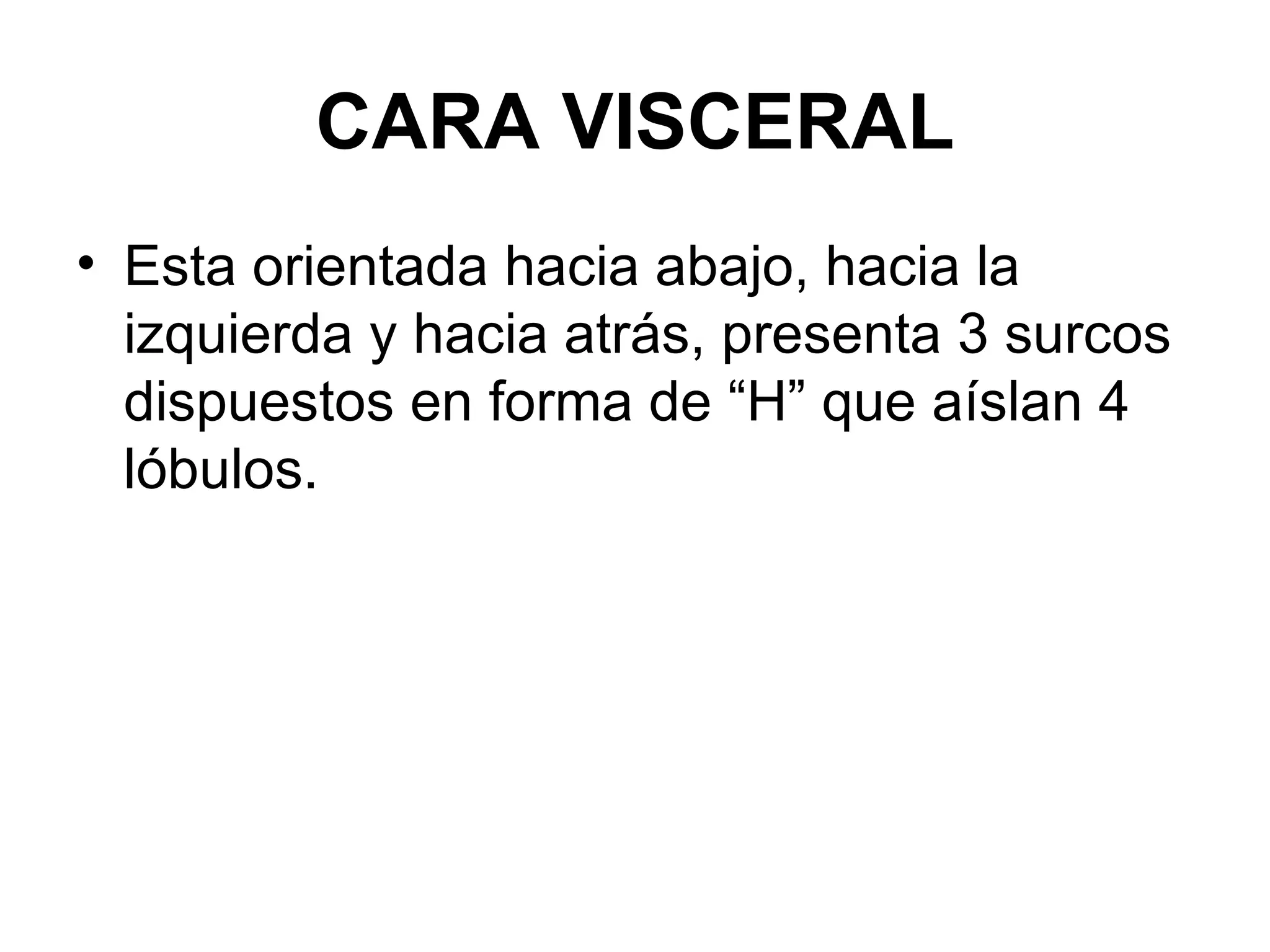 CARA VISCERAL
• Esta orientada hacia abajo, hacia la
  izquierda y hacia atrás, presenta 3 surcos
  dispuestos en forma de “H” que aíslan 4
  lóbulos.
 