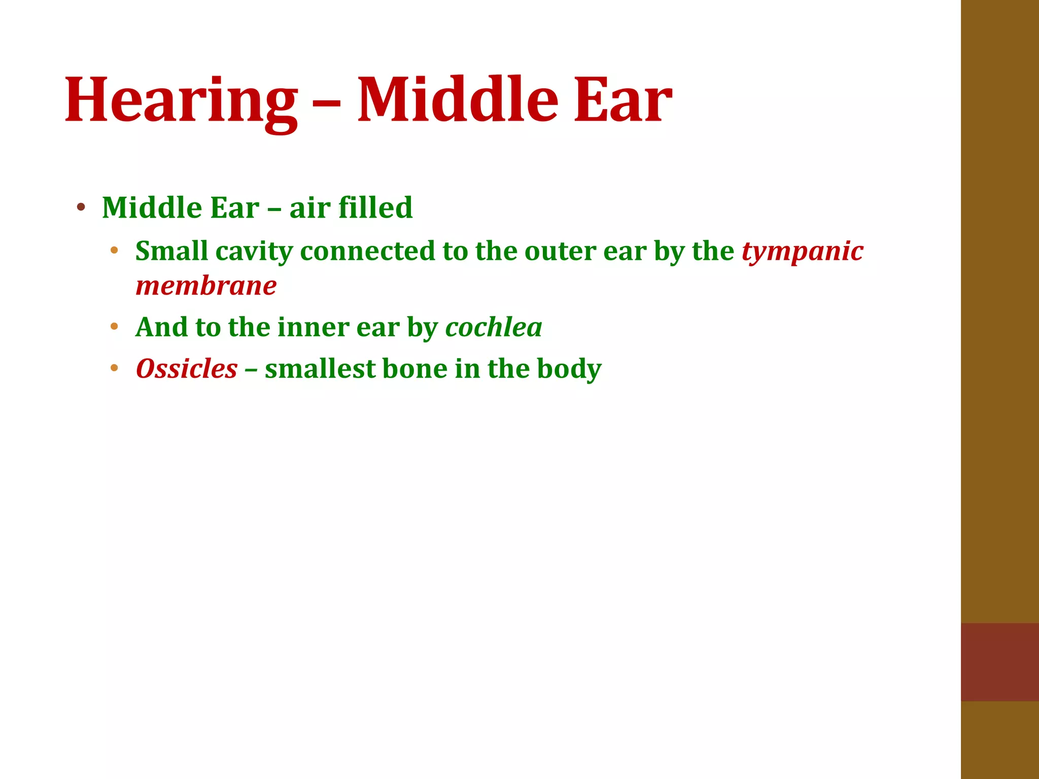 Hearing – Middle Ear
• Middle Ear – air filled
• Small cavity connected to the outer ear by the tympanic
membrane
• And to the inner ear by cochlea
• Ossicles – smallest bone in the body
 