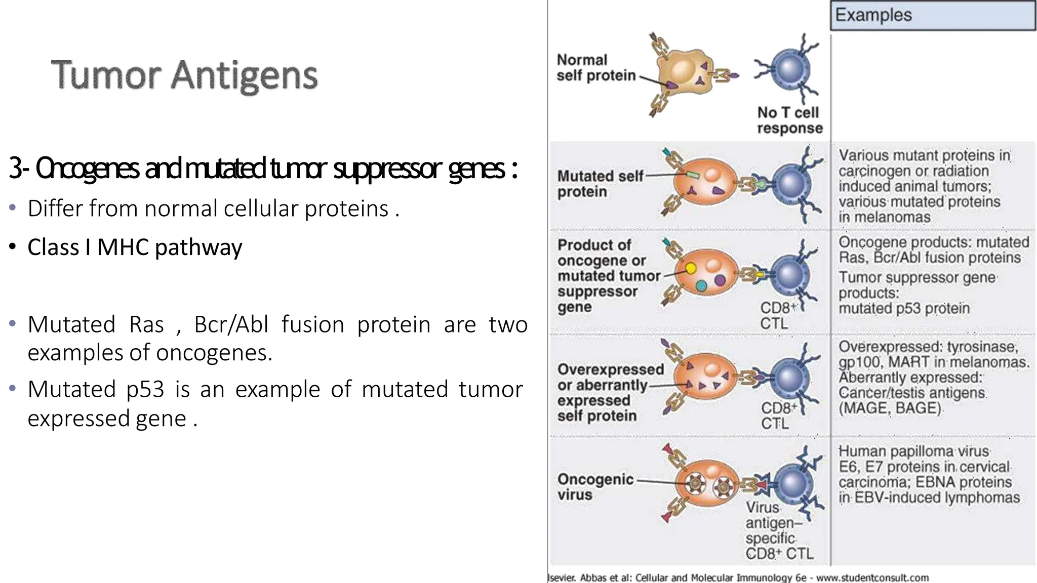 3-O
ncogenesandmutatedtumor suppressor genes:
• Differ from normal cellular proteins .
• Class I MHC pathway
• Mutated Ras , Bcr/Abl fusion protein are two
examples of oncogenes.
• Mutated p53 is an example of mutated tumor
expressed gene .
 