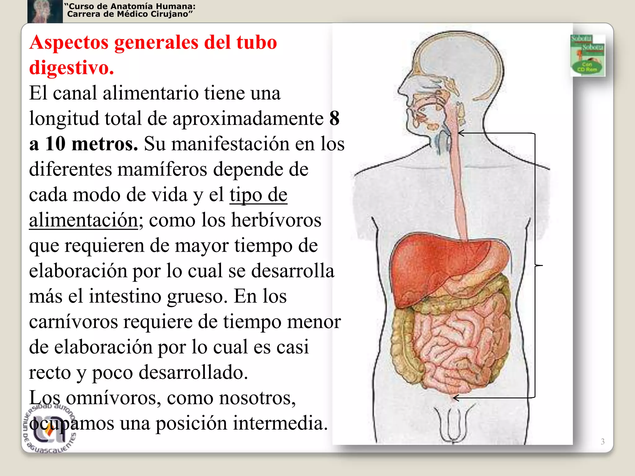 “Curso de Anatomía Humana:
     Carrera de Médico Cirujano”



Aspectos generales del tubo
digestivo.
El canal alimentario tiene una
longitud total de aproximadamente 8
a 10 metros. Su manifestación en los
diferentes mamíferos depende de
cada modo de vida y el tipo de
alimentación; como los herbívoros
que requieren de mayor tiempo de
elaboración por lo cual se desarrolla
más el intestino grueso. En los
carnívoros requiere de tiempo menor
de elaboración por lo cual es casi
recto y poco desarrollado.
Los omnívoros, como nosotros,
ocupamos una posición intermedia.
                                        3
 