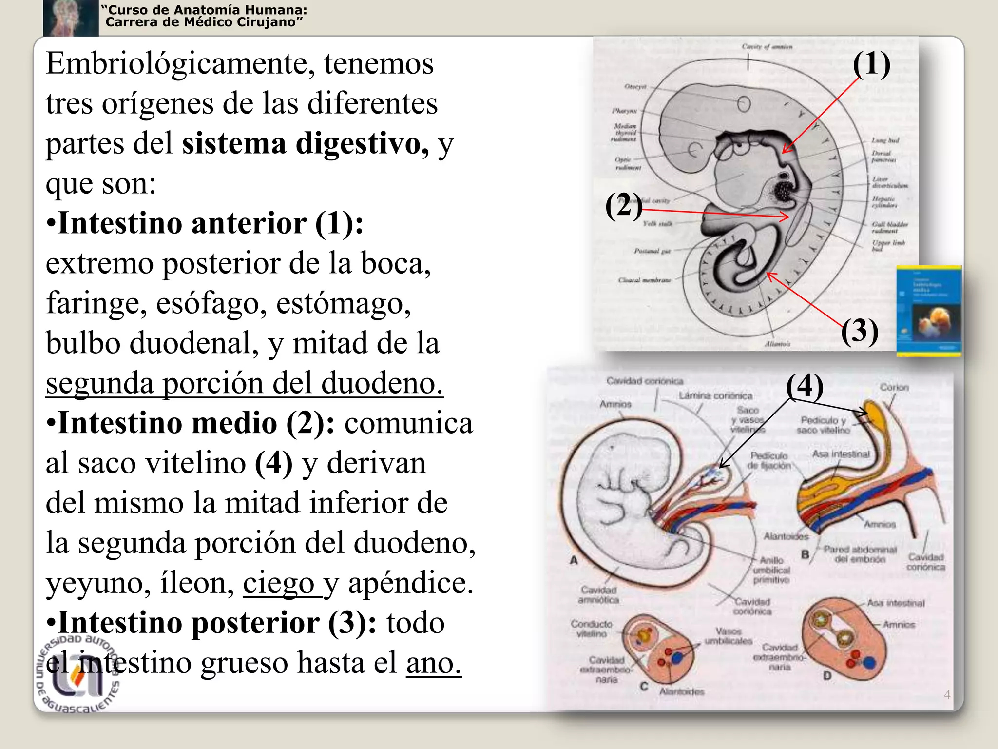 “Curso de Anatomía Humana:
     Carrera de Médico Cirujano”


Embriológicamente, tenemos                      (1)
tres orígenes de las diferentes
partes del sistema digestivo, y
que son:
                                    (2)
•Intestino anterior (1):
extremo posterior de la boca,
faringe, esófago, estómago,
bulbo duodenal, y mitad de la                   (3)
segunda porción del duodeno.              (4)
•Intestino medio (2): comunica
al saco vitelino (4) y derivan
del mismo la mitad inferior de
la segunda porción del duodeno,
yeyuno, íleon, ciego y apéndice.
•Intestino posterior (3): todo
el intestino grueso hasta el ano.
                                                      4
 