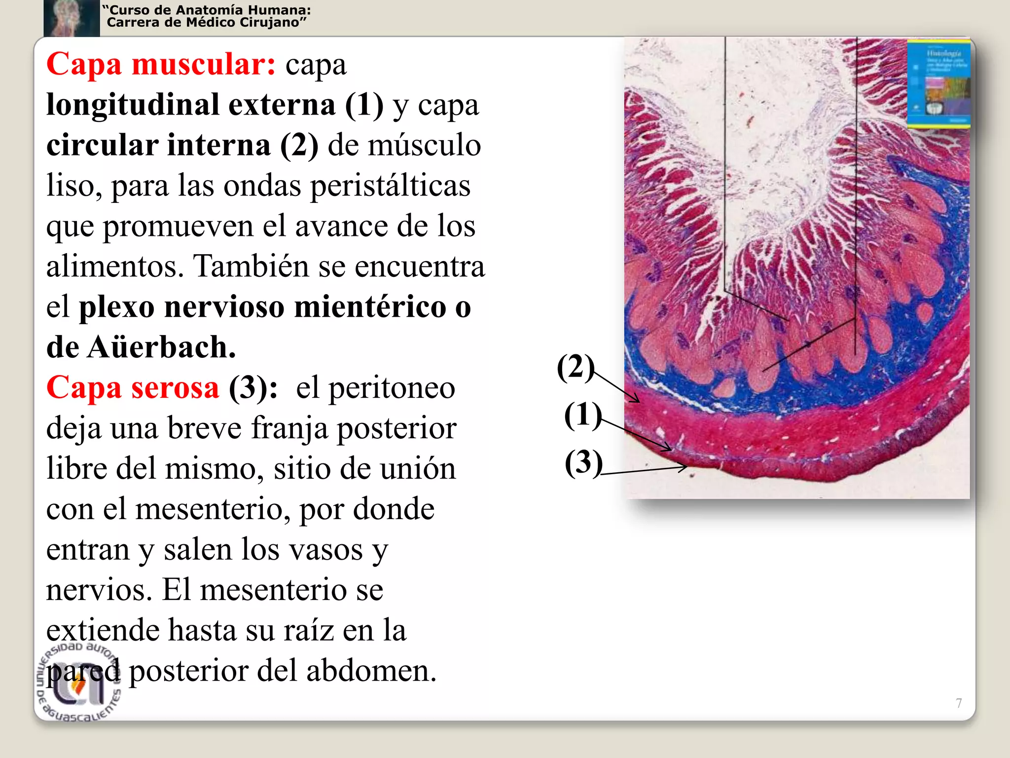 “Curso de Anatomía Humana:
     Carrera de Médico Cirujano”


Capa muscular: capa
longitudinal externa (1) y capa
circular interna (2) de músculo
liso, para las ondas peristálticas
que promueven el avance de los
alimentos. También se encuentra
el plexo nervioso mientérico o
de Aüerbach.
                                     (2)
Capa serosa (3): el peritoneo
deja una breve franja posterior       (1)
libre del mismo, sitio de unión       (3)
con el mesenterio, por donde
entran y salen los vasos y
nervios. El mesenterio se
extiende hasta su raíz en la
pared posterior del abdomen.
                                            7
 