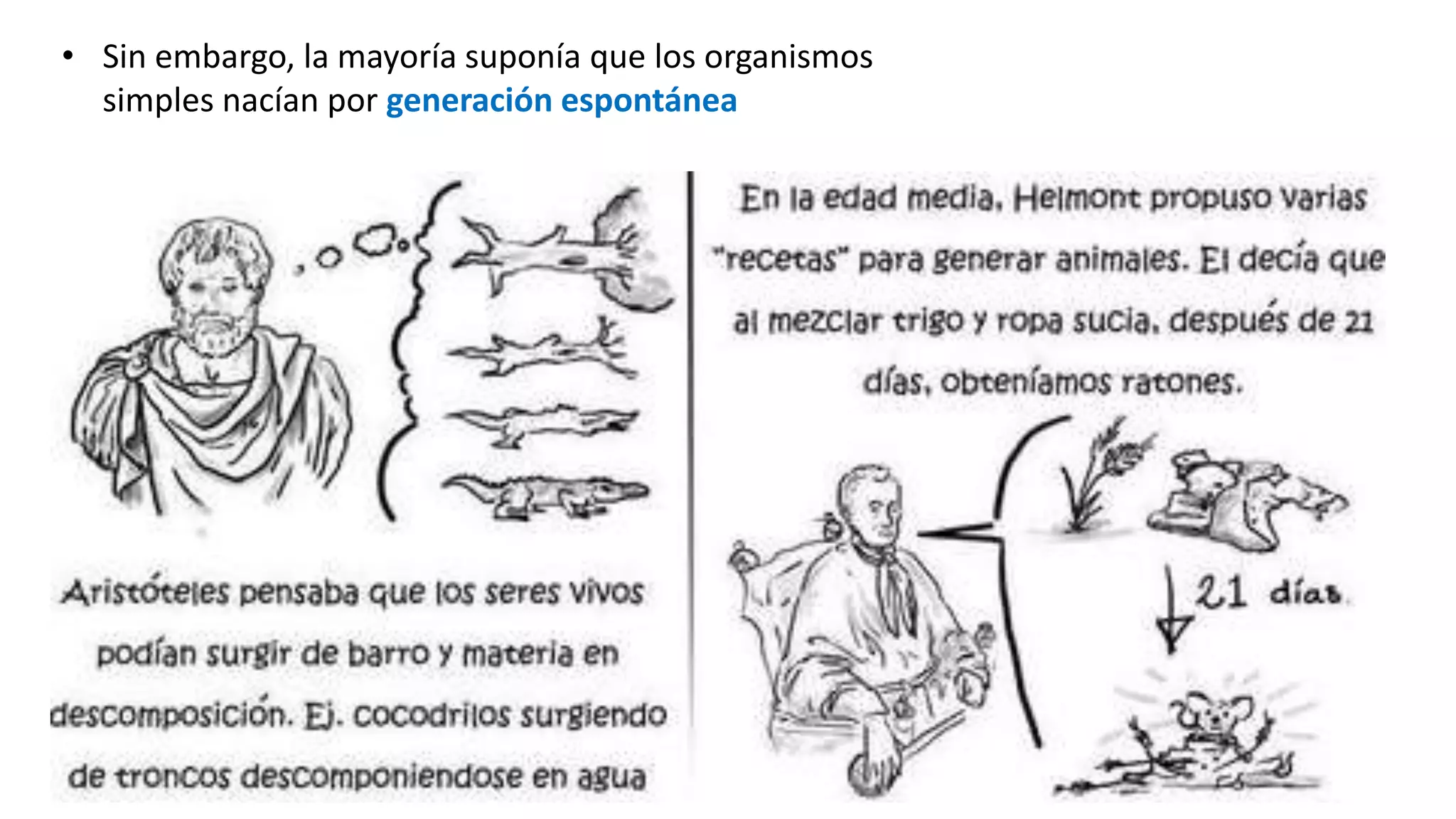 • Sin embargo, la mayoría suponía que los organismos
simples nacían por generación espontánea
 