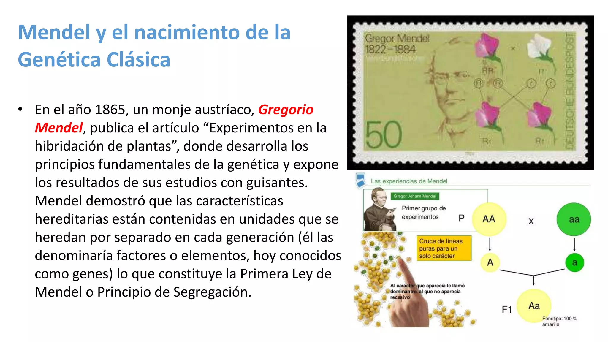 Mendel y el nacimiento de la
Genética Clásica
• En el año 1865, un monje austríaco, Gregorio
Mendel, publica el artículo “Experimentos en la
hibridación de plantas”, donde desarrolla los
principios fundamentales de la genética y expone
los resultados de sus estudios con guisantes.
Mendel demostró que las características
hereditarias están contenidas en unidades que se
heredan por separado en cada generación (él las
denominaría factores o elementos, hoy conocidos
como genes) lo que constituye la Primera Ley de
Mendel o Principio de Segregación.
 