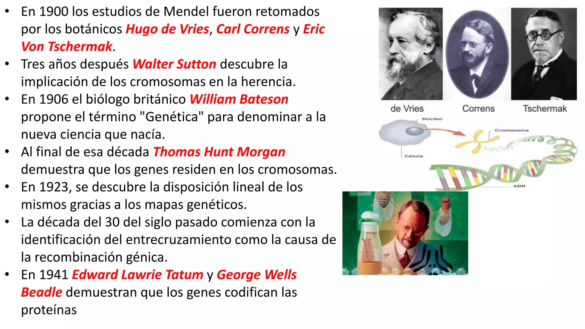 • En 1900 los estudios de Mendel fueron retomados
por los botánicos Hugo de Vries, Carl Correns y Eric
Von Tschermak.
• Tres años después Walter Sutton descubre la
implicación de los cromosomas en la herencia.
• En 1906 el biólogo británico William Bateson
propone el término "Genética" para denominar a la
nueva ciencia que nacía.
• Al final de esa década Thomas Hunt Morgan
demuestra que los genes residen en los cromosomas.
• En 1923, se descubre la disposición lineal de los
mismos gracias a los mapas genéticos.
• La década del 30 del siglo pasado comienza con la
identificación del entrecruzamiento como la causa de
la recombinación génica.
• En 1941 Edward Lawrie Tatum y George Wells
Beadle demuestran que los genes codifican las
proteínas
 