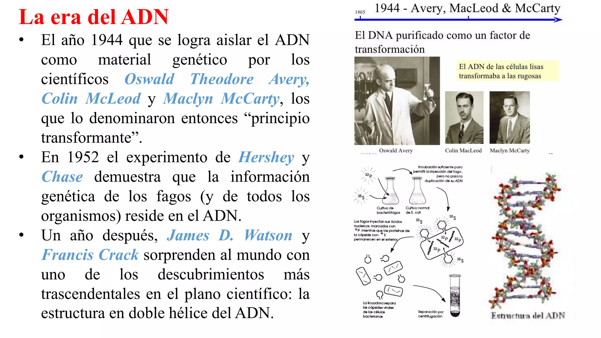 La era del ADN
• El año 1944 que se logra aislar el ADN
como material genético por los
científicos Oswald Theodore Avery,
Colin McLeod y Maclyn McCarty, los
que lo denominaron entonces “principio
transformante”.
• En 1952 el experimento de Hershey y
Chase demuestra que la información
genética de los fagos (y de todos los
organismos) reside en el ADN.
• Un año después, James D. Watson y
Francis Crack sorprenden al mundo con
uno de los descubrimientos más
trascendentales en el plano científico: la
estructura en doble hélice del ADN.
 