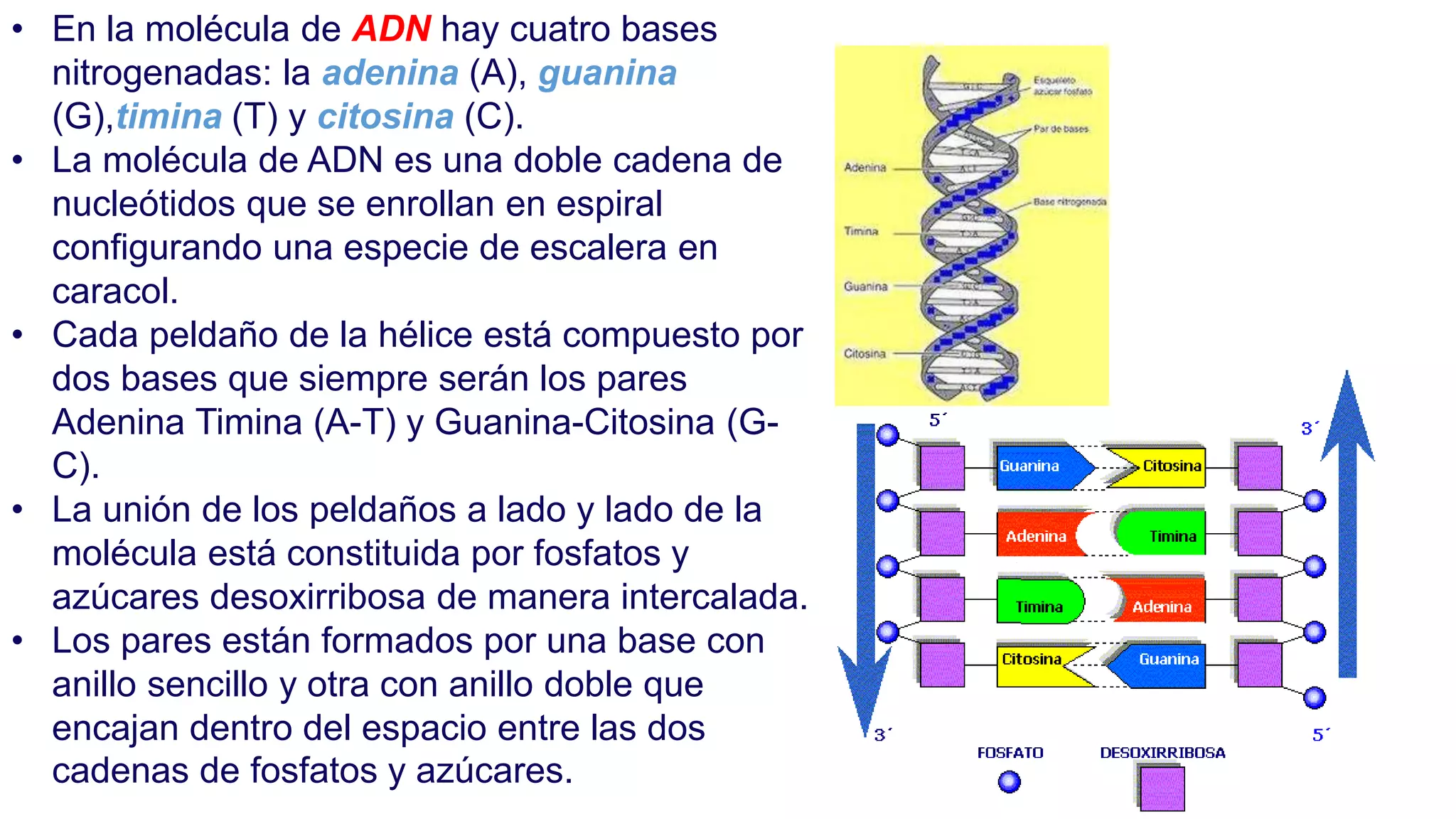 • En la molécula de ADN hay cuatro bases
nitrogenadas: la adenina (A), guanina
(G),timina (T) y citosina (C).
• La molécula de ADN es una doble cadena de
nucleótidos que se enrollan en espiral
configurando una especie de escalera en
caracol.
• Cada peldaño de la hélice está compuesto por
dos bases que siempre serán los pares
Adenina Timina (A-T) y Guanina-Citosina (G-
C).
• La unión de los peldaños a lado y lado de la
molécula está constituida por fosfatos y
azúcares desoxirribosa de manera intercalada.
• Los pares están formados por una base con
anillo sencillo y otra con anillo doble que
encajan dentro del espacio entre las dos
cadenas de fosfatos y azúcares.
 