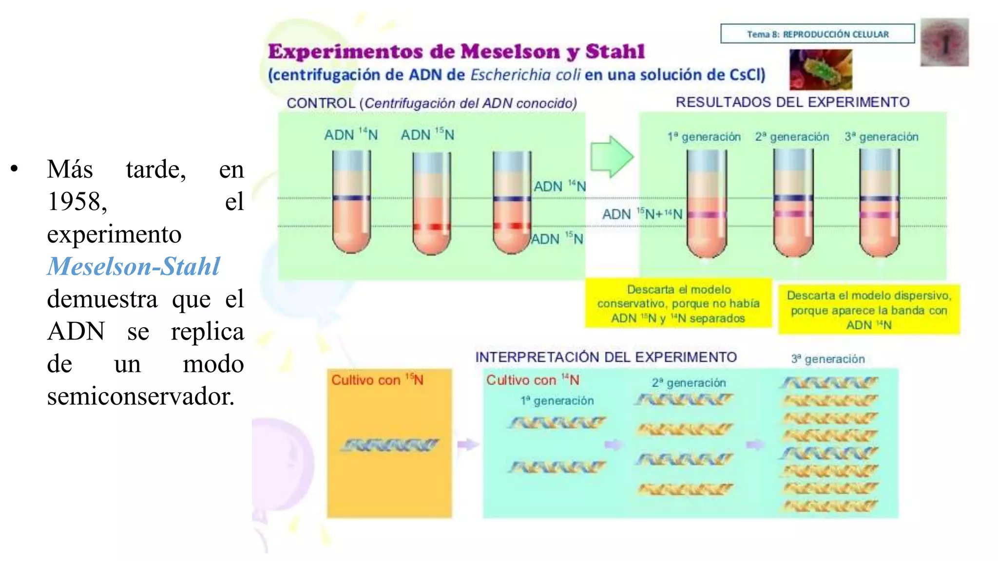 • Más tarde, en
1958, el
experimento
Meselson-Stahl
demuestra que el
ADN se replica
de un modo
semiconservador.
 