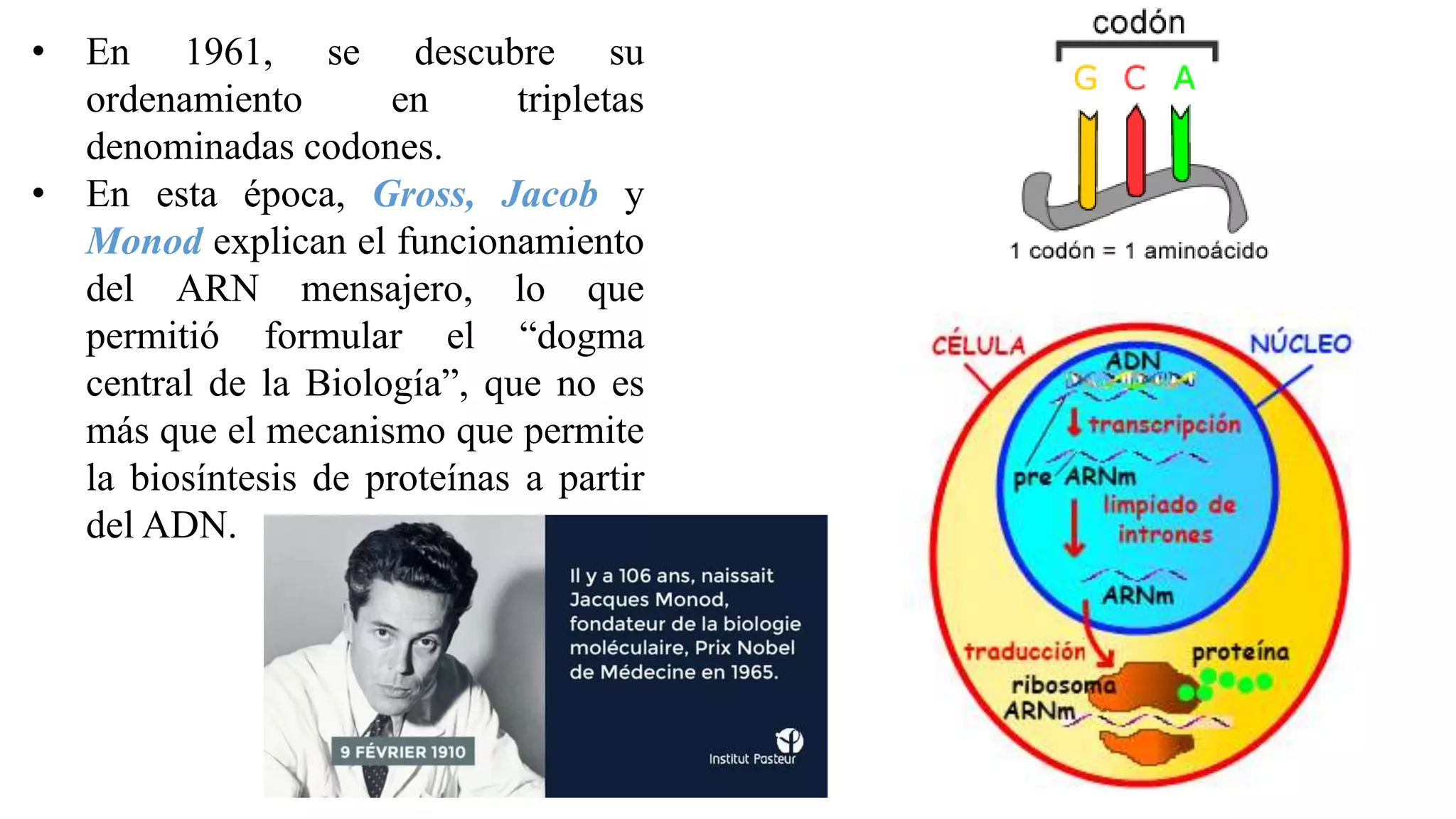 • En 1961, se descubre su
ordenamiento en tripletas
denominadas codones.
• En esta época, Gross, Jacob y
Monod explican el funcionamiento
del ARN mensajero, lo que
permitió formular el “dogma
central de la Biología”, que no es
más que el mecanismo que permite
la biosíntesis de proteínas a partir
del ADN.
 