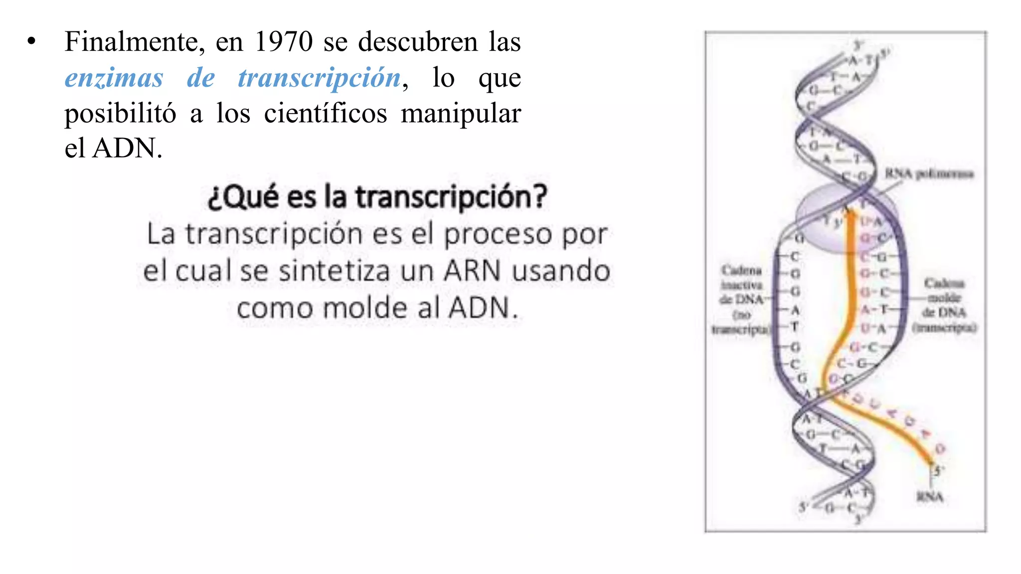 • Finalmente, en 1970 se descubren las
enzimas de transcripción, lo que
posibilitó a los científicos manipular
el ADN.
 