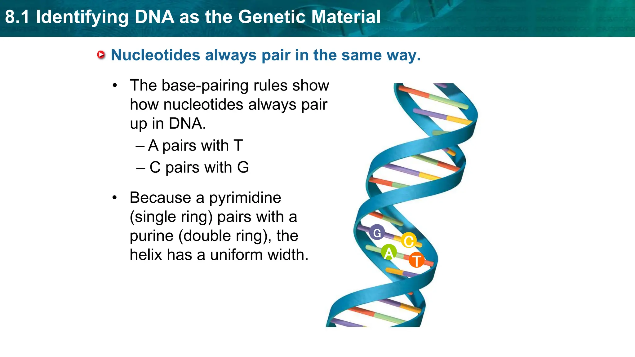 8.1 Identifying DNA as the Genetic Material
T
A
C
G
Nucleotides always pair in the same way.
• The base-pairing rules show
how nucleotides always pair
up in DNA.
• Because a pyrimidine
(single ring) pairs with a
purine (double ring), the
helix has a uniform width.
– A pairs with T
– C pairs with G
 