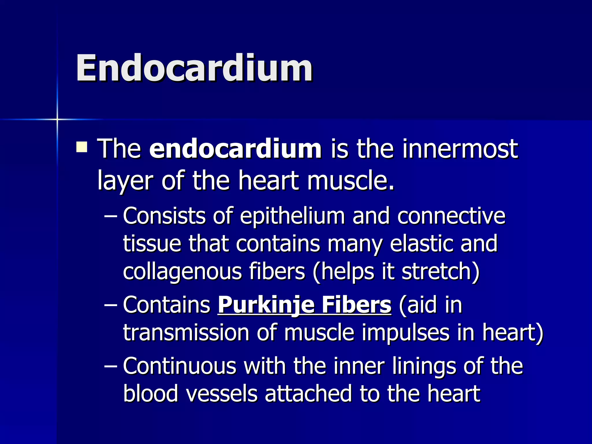Endocardium The  endocardium  is the innermost layer of the heart muscle. Consists of epithelium and connective tissue that contains many elastic and collagenous fibers (helps it stretch) Contains  Purkinje Fibers  (aid in transmission of muscle impulses in heart) Continuous with the inner linings of the blood vessels attached to the heart 