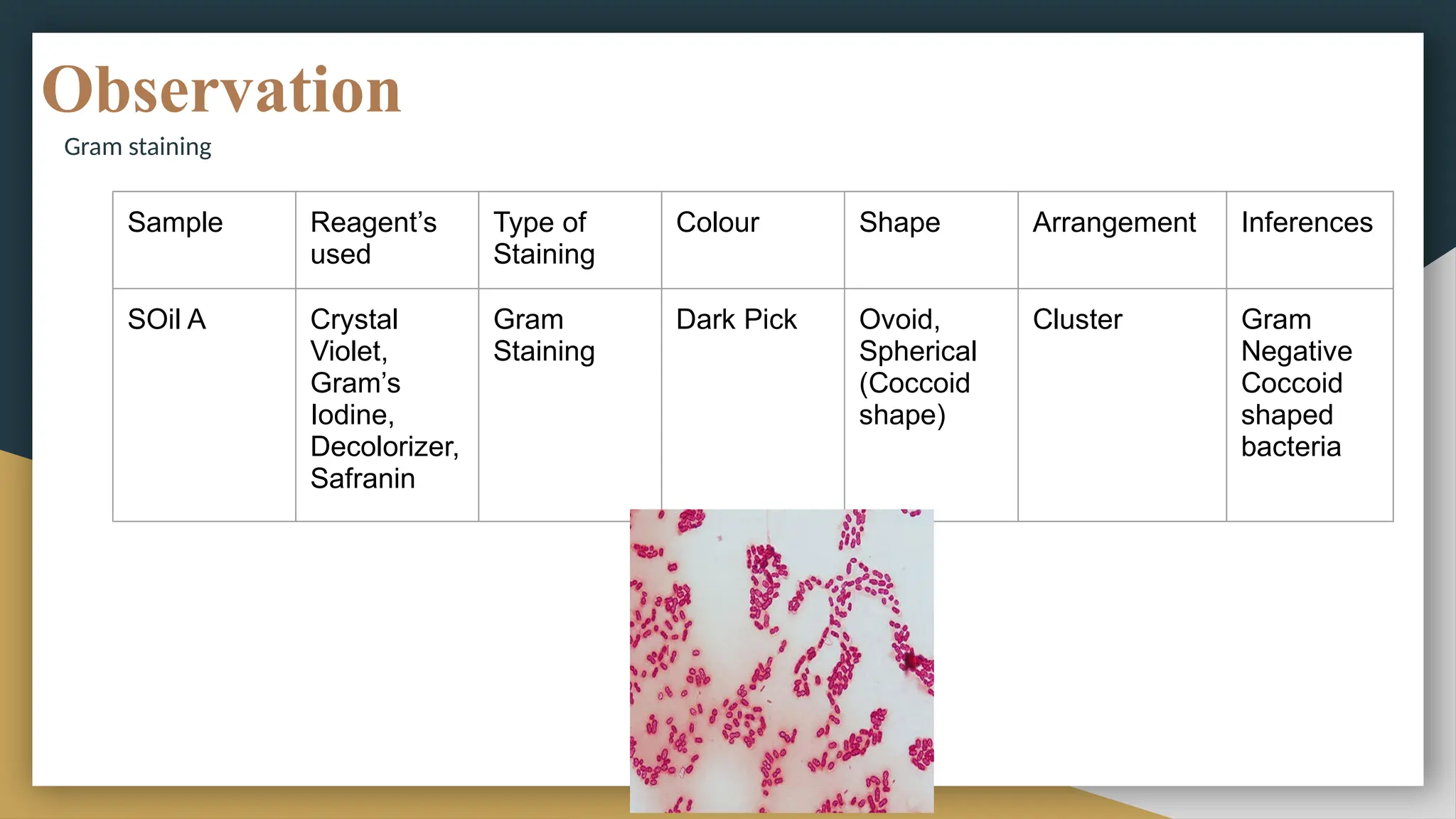 Observation
Gram staining
Sample Reagent’s
used
Type of
Staining
Colour Shape Arrangement Inferences
SOil A Crystal
Violet,
Gram’s
Iodine,
Decolorizer,
Safranin
Gram
Staining
Dark Pick Ovoid,
Spherical
(Coccoid
shape)
Cluster Gram
Negative
Coccoid
shaped
bacteria
 