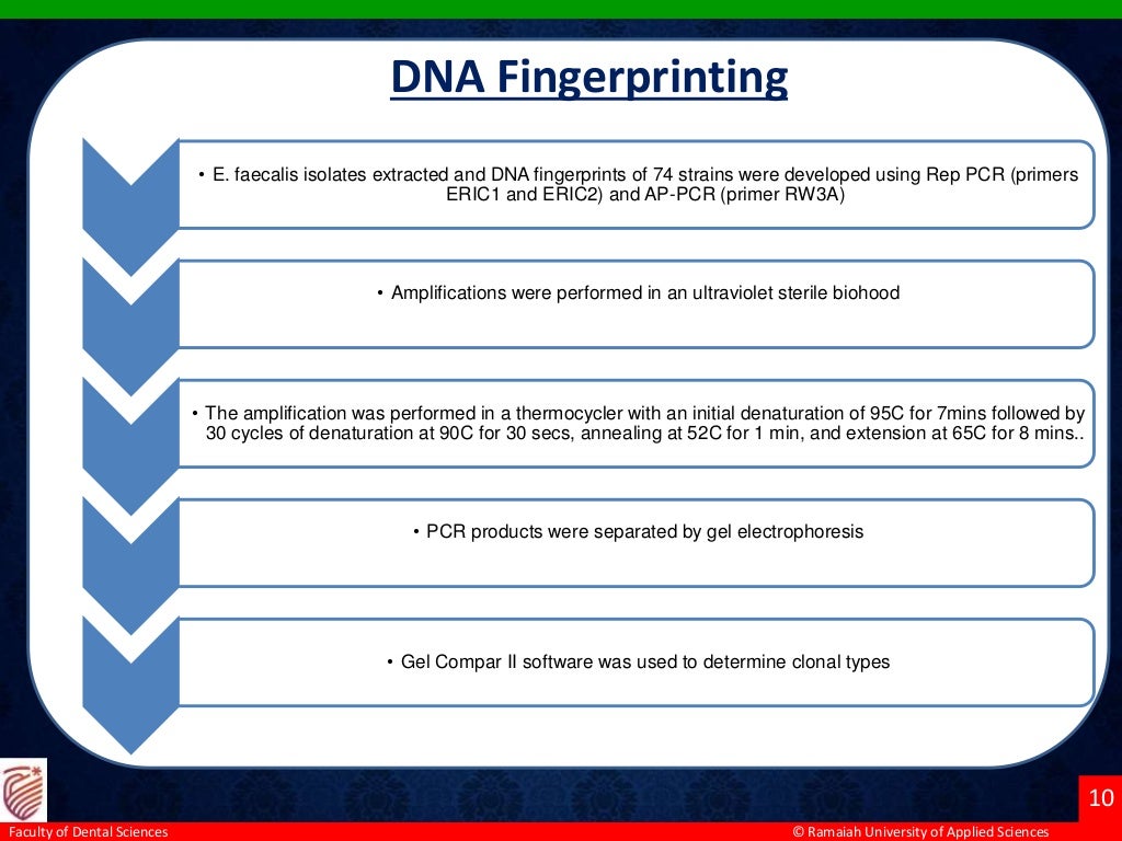 © Ramaiah University of Applied Sciences
10
Faculty of Dental Sciences
The amplification was performed in a thermocycler with an initial denaturation of 95C for 7mins
followed by 30 cycles of denaturation at 90C for 30 secs, annealing at 52C for 1 min, and extension at
65C for 8 mins. A final extension was performed at 65C for 16 minutes.
DNA Fingerprinting
• E. faecalis isolates extracted and DNA fingerprints of 74 strains were developed using Rep PCR (primers
ERIC1 and ERIC2) and AP-PCR (primer RW3A)
• Amplifications were performed in an ultraviolet sterile biohood
• The amplification was performed in a thermocycler with an initial denaturation of 95C for 7mins followed by
30 cycles of denaturation at 90C for 30 secs, annealing at 52C for 1 min, and extension at 65C for 8 mins..
• PCR products were separated by gel electrophoresis
• Gel Compar II software was used to determine clonal types
 