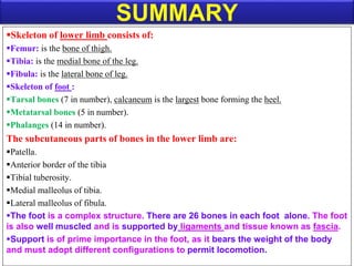SUMMARY
Skeleton of lower limb consists of:
Femur: is the bone of thigh.
Tibia: is the medial bone of the leg.
Fibula: is the lateral bone of leg.
Skeleton of foot :
Tarsal bones (7 in number), calcaneum is the largest bone forming the heel.
Metatarsal bones (5 in number).
Phalanges (14 in number).
The subcutaneous parts of bones in the lower limb are:
Patella.
Anterior border of the tibia
Tibial tuberosity.
Medial malleolus of tibia.
Lateral malleolus of fibula.
The foot is a complex structure. There are 26 bones in each foot alone. The foot
is also well muscled and is supported by ligaments and tissue known as fascia.
Support is of prime importance in the foot, as it bears the weight of the body
and must adopt different configurations to permit locomotion.
 