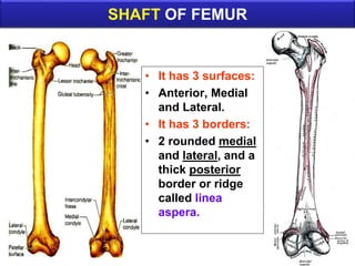 SHAFT OF FEMUR
• It has 3 surfaces:
• Anterior, Medial
and Lateral.
• It has 3 borders:
• 2 rounded medial
and lateral, and a
thick posterior
border or ridge
called linea
aspera.
 