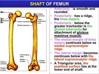 • Anteriorly : is smooth and
rounded.
• Posteriorly : has a ridge,
the linea aspera.
• Posteriorly : below the
greater trochanter is the
gluteal tuberosity for
attachment of gluteus
maximus muscle.
• The medial margin of linea
aspera continues below as
medial supracondylar
ridge.
• The lateral margin becomes
continues below with the
lateral supracondylar ridge.
• A Triangular area, the
popliteal surface lies at the
lower end of shaft.
SHAFT OF FEMUR
 