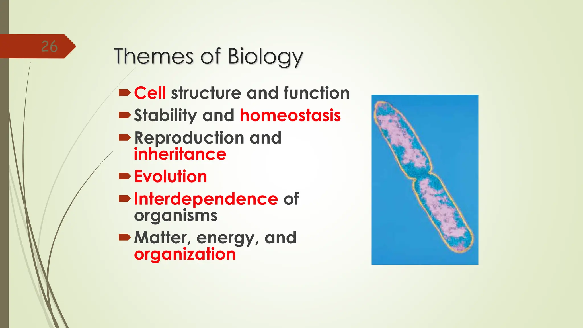 Cell structure and function
Stability and homeostasis
Reproduction and
inheritance
Evolution
Interdependence of
organisms
Matter, energy, and
organization
26
Themes of Biology
 