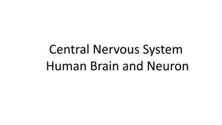 Central Nervous System
Human Brain and Neuron
 