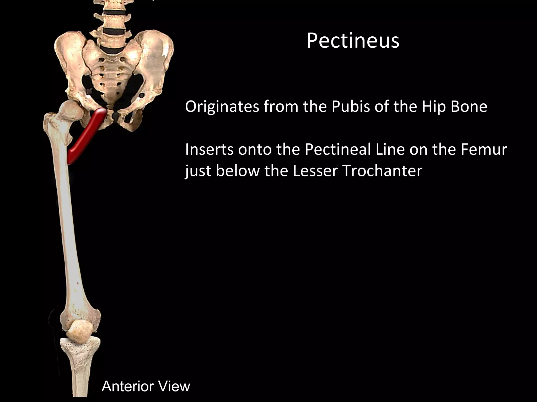 Pectineus
Originates from the Pubis of the Hip Bone
Inserts onto the Pectineal Line on the Femur
just below the Lesser Trochanter
Anterior View
 