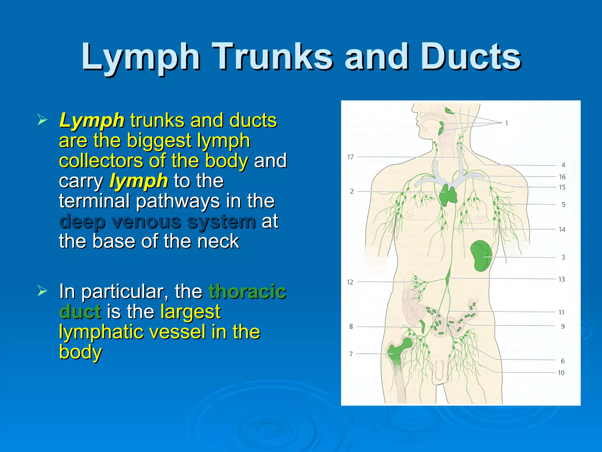 Lymph Trunks and Ducts Lymph   trunks and ducts are the biggest lymph collectors of the body  and carry  lymph   to the terminal pathways in the  deep venous system  at the base of the neck In particular, the  thoracic duct  is the  largest lymphatic vessel in the body 