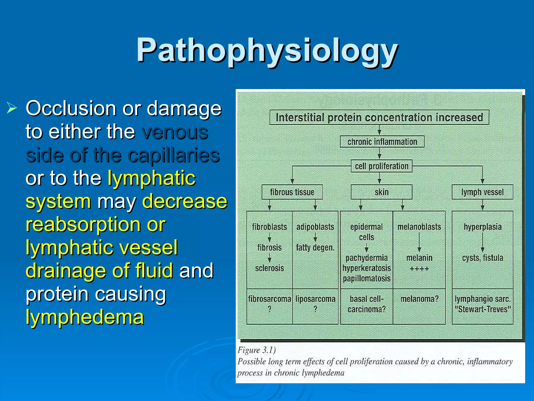 Pathophysiology Occlusion or damage to either the  venous side of the capillaries  or to the  lymphatic system  may  decrease reabsorption or lymphatic vessel drainage   of fluid  and protein causing  lymphedema   