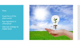 Plant
 Superhero of the
plant world.
 Key ingredient in
chlorophyll
 Use sun energy to
make food
 