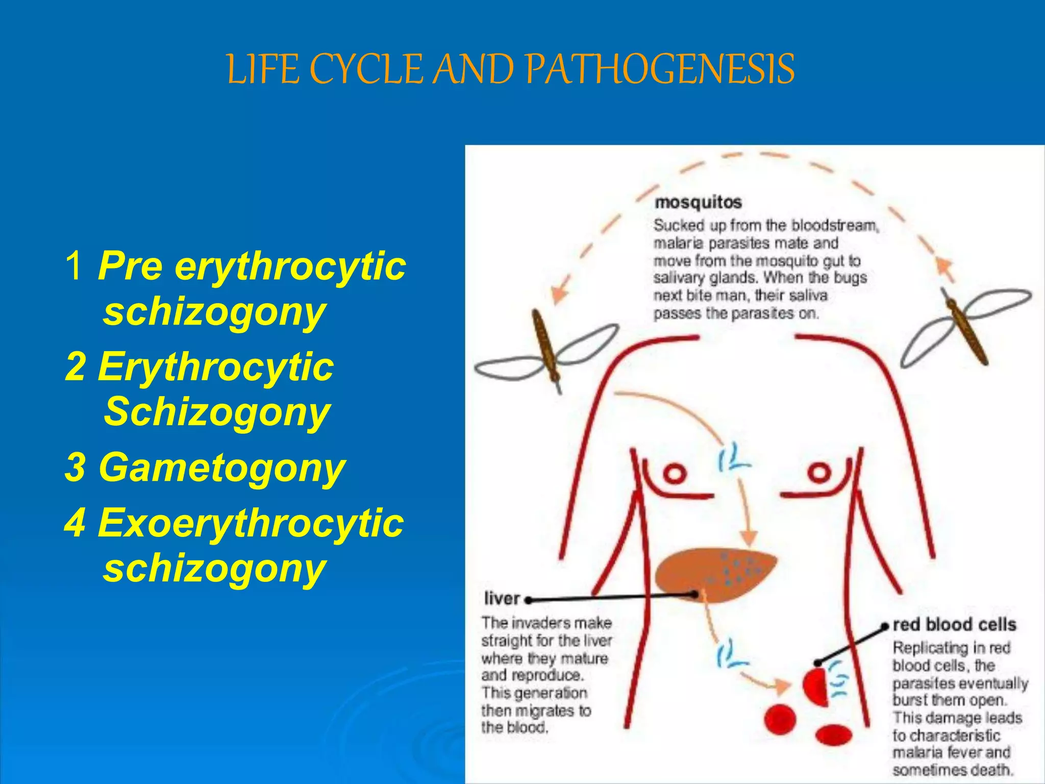 LIFE CYCLE AND PATHOGENESIS
1 Pre erythrocytic
schizogony
2 Erythrocytic
Schizogony
3 Gametogony
4 Exoerythrocytic
schizogony
 
