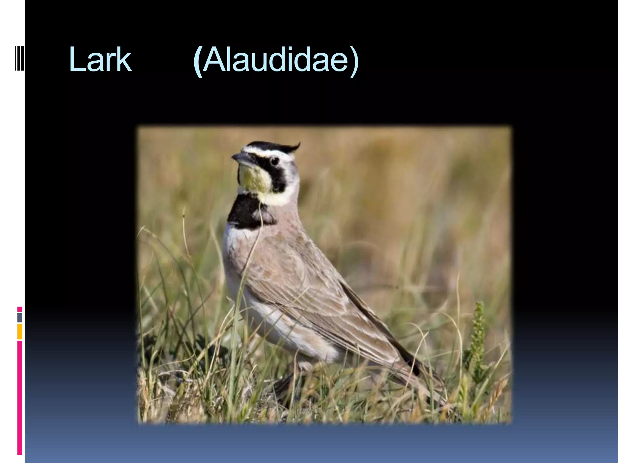 Lark (Alaudidae)
 