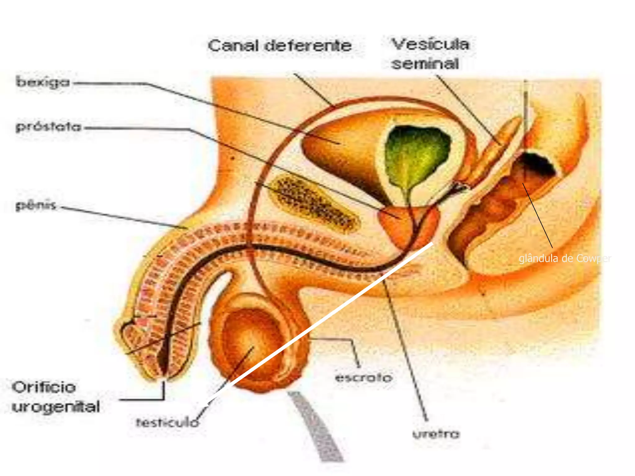 Professora Bárbara Lemos 12
glândula de Cowper
 