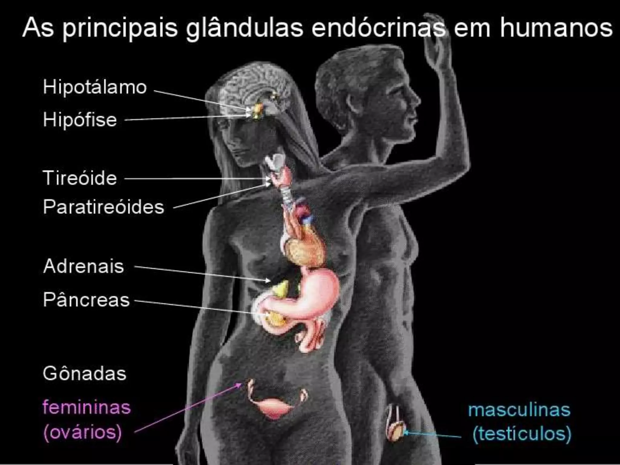 Professora Bárbara Lemos 5
 