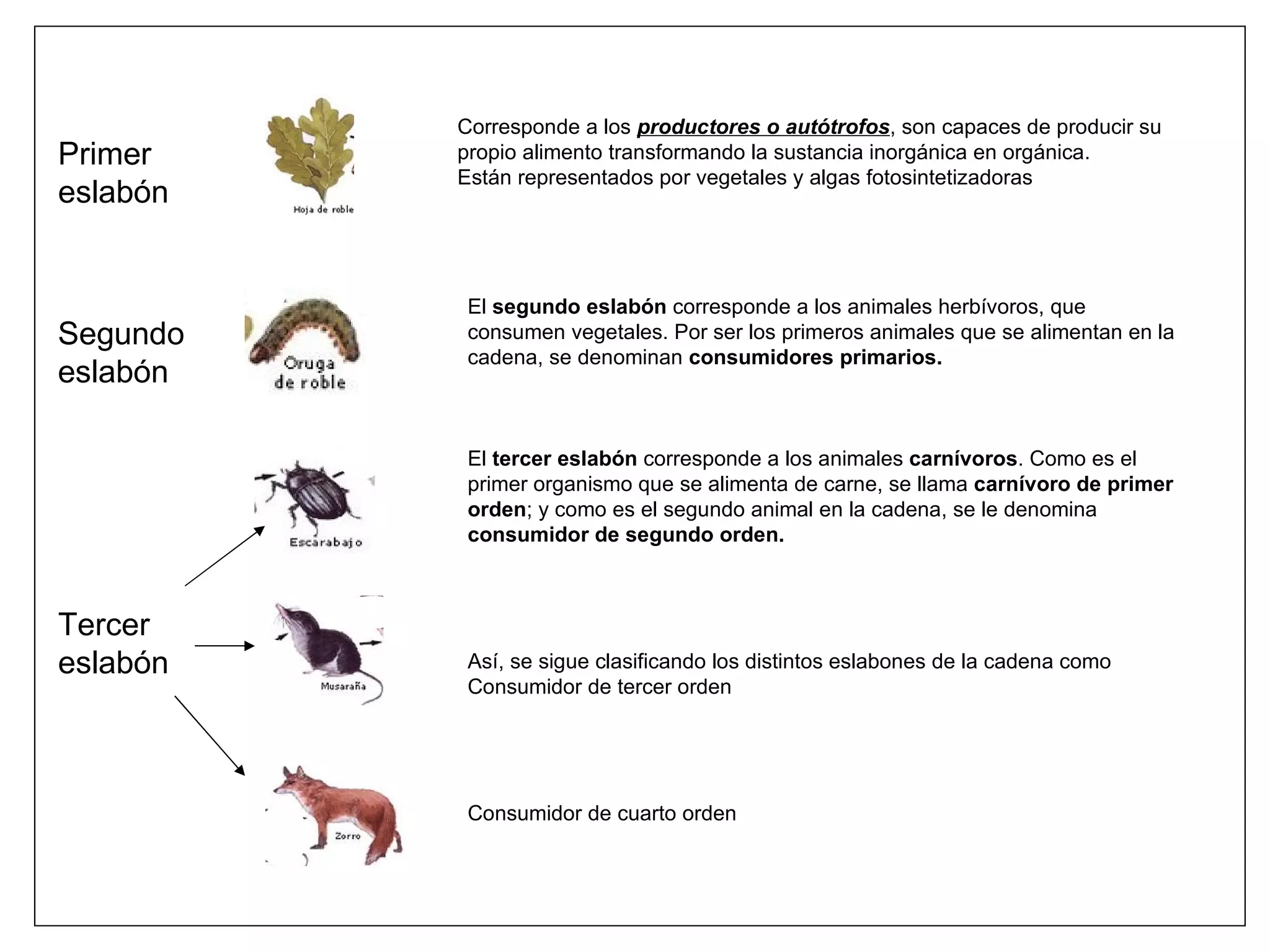 Primer  eslabón Corresponde a los  productores o autótrofos , son capaces de producir su propio alimento transformando la sustancia inorgánica en orgánica. Están representados por vegetales y algas fotosintetizadoras Segundo  eslabón El  segundo eslabón  corresponde a los animales herbívoros, que consumen vegetales. Por ser los primeros animales que se alimentan en la cadena, se denominan  consumidores primarios. El  tercer eslabón  corresponde a los animales  carnívoros . Como es el primer organismo que se alimenta de carne, se llama  carnívoro de primer orden ; y como es el segundo animal en la cadena, se le denomina  consumidor de segundo orden. Así, se sigue clasificando los distintos eslabones de la cadena como Consumidor de tercer orden Consumidor de cuarto orden Tercer  eslabón 