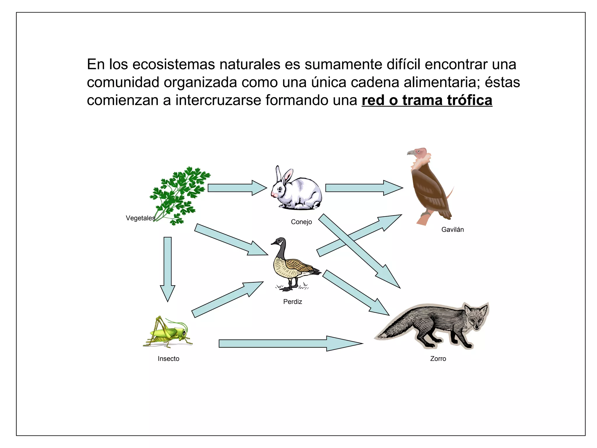 En los ecosistemas naturales es sumamente difícil encontrar una comunidad organizada como una única cadena alimentaria; éstas comienzan a intercruzarse formando una  red o trama trófica Insecto Perdiz Zorro Gavilán Conejo Vegetales 