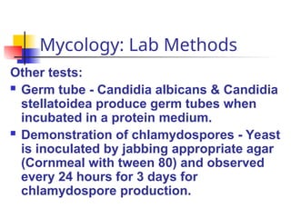 Mycology: Lab Methods
Other tests:
 Germ tube - Candidia albicans & Candidia
stellatoidea produce germ tubes when
incubated in a protein medium.
 Demonstration of chlamydospores - Yeast
is inoculated by jabbing appropriate agar
(Cornmeal with tween 80) and observed
every 24 hours for 3 days for
chlamydospore production.
 