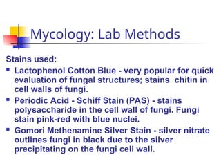 Mycology: Lab Methods
Stains used:
 Lactophenol Cotton Blue - very popular for quick
evaluation of fungal structures; stains chitin in
cell walls of fungi.
 Periodic Acid - Schiff Stain (PAS) - stains
polysaccharide in the cell wall of fungi. Fungi
stain pink-red with blue nuclei.
 Gomori Methenamine Silver Stain - silver nitrate
outlines fungi in black due to the silver
precipitating on the fungi cell wall.
 