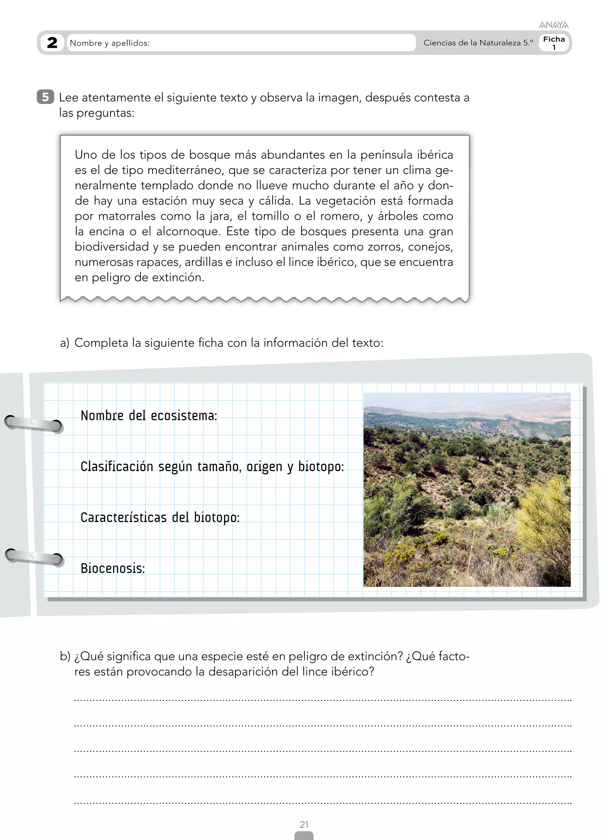 21
Ficha
1
Nombre y apellidos:
2 Ciencias de la Naturaleza 5.º
5 
Lee atentamente el siguiente texto y observa la imagen, después contesta a
las preguntas:
a)	Completa la siguiente ficha con la información del texto:
b)	¿Qué significa que una especie esté en peligro de extinción? ¿Qué facto-
res están provocando la desaparición del lince ibérico?
Nombre del ecosistema:
Clasificación según tamaño, origen y biotopo:
Características del biotopo:
Biocenosis:
Uno de los tipos de bosque más abundantes en la península ibérica
es el de tipo mediterráneo, que se caracteriza por tener un clima ge-
neralmente templado donde no llueve mucho durante el año y don-
de hay una estación muy seca y cálida. La vegetación está formada
por matorrales como la jara, el tomillo o el romero, y árboles como
la encina o el alcornoque. Este tipo de bosques presenta una gran
biodiversidad y se pueden encontrar animales como zorros, conejos,
numerosas rapaces, ardillas e incluso el lince ibérico, que se encuentra
en peligro de extinción.
 