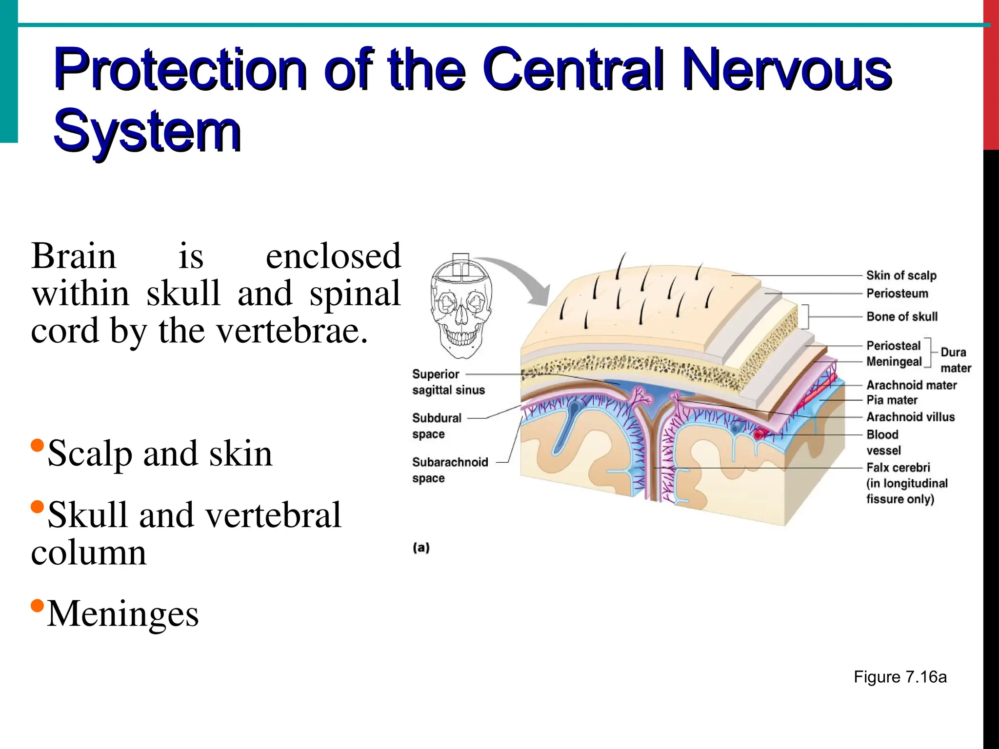 Protection of the Central Nervous
Protection of the Central Nervous
System
System
Brain is enclosed
within skull and spinal
cord by the vertebrae.
Scalp and skin
Skull and vertebral
column
Meninges
Figure 7.16a
 