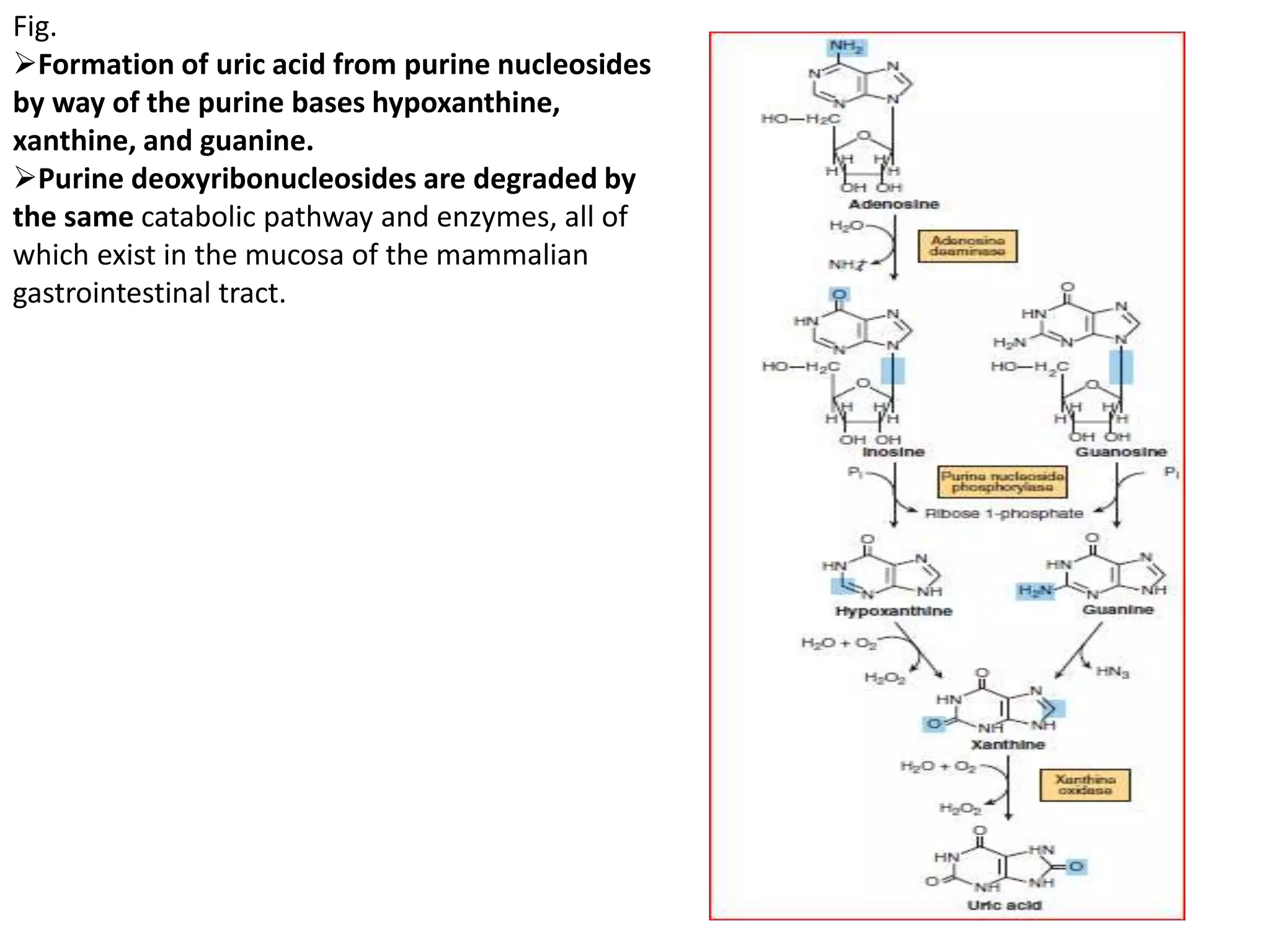 Fig.
Formation of uric acid from purine nucleosides
by way of the purine bases hypoxanthine,
xanthine, and guanine.
Purine deoxyribonucleosides are degraded by
the same catabolic pathway and enzymes, all of
which exist in the mucosa of the mammalian
gastrointestinal tract.
 