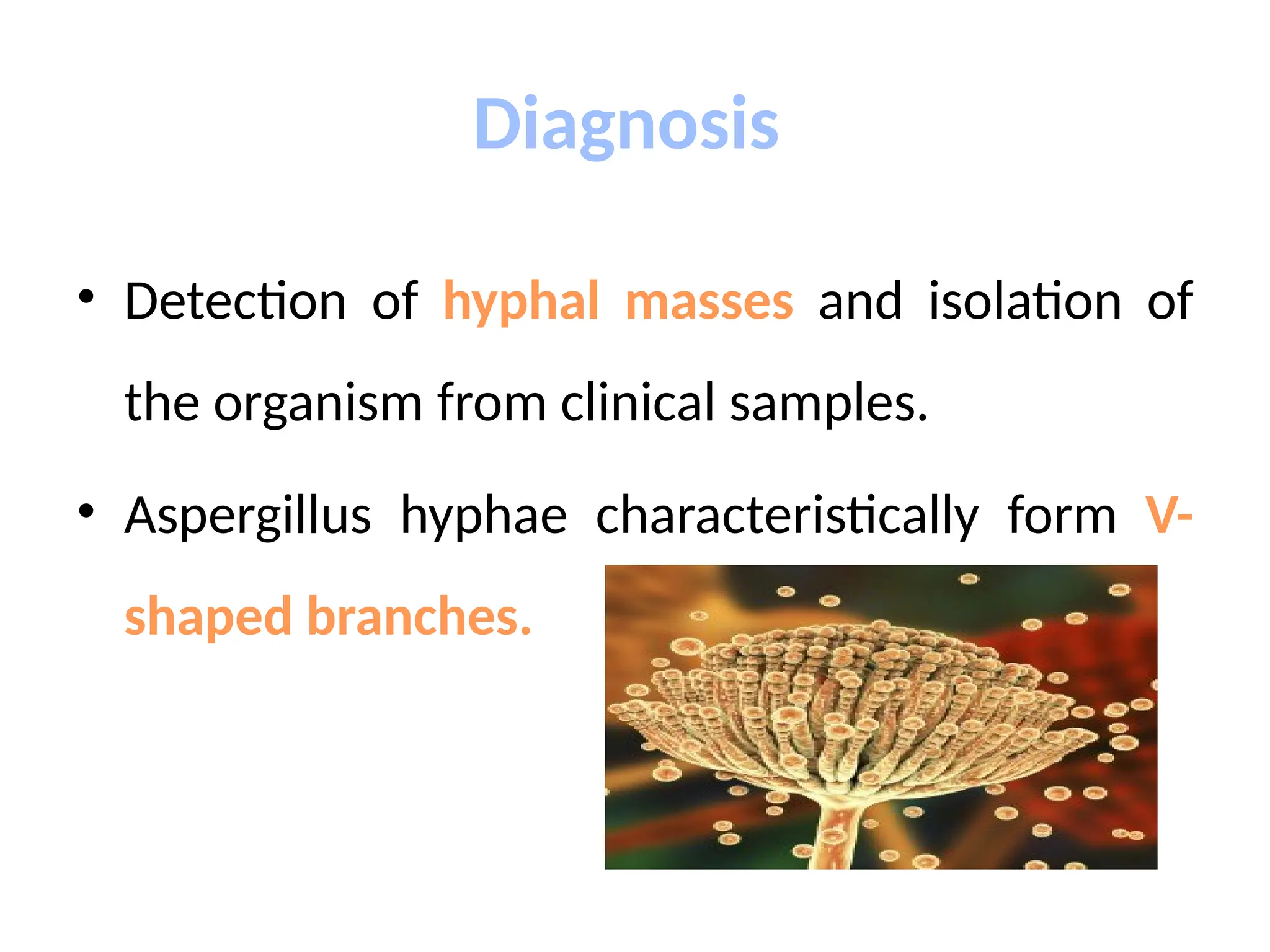 Diagnosis
• Detection of hyphal masses and isolation of
the organism from clinical samples.
• Aspergillus hyphae characteristically form V-
shaped branches.
 