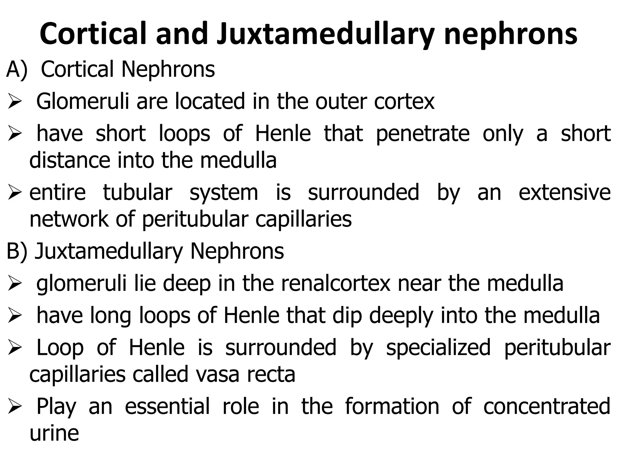 Cortical and Juxtamedullary nephrons
A) Cortical Nephrons
 Glomeruli are located in the outer cortex
 have short loops of Henle that penetrate only a short
distance into the medulla
 entire tubular system is surrounded by an extensive
network of peritubular capillaries
B) Juxtamedullary Nephrons
 glomeruli lie deep in the renalcortex near the medulla
 have long loops of Henle that dip deeply into the medulla
 Loop of Henle is surrounded by specialized peritubular
capillaries called vasa recta
 Play an essential role in the formation of concentrated
urine
 