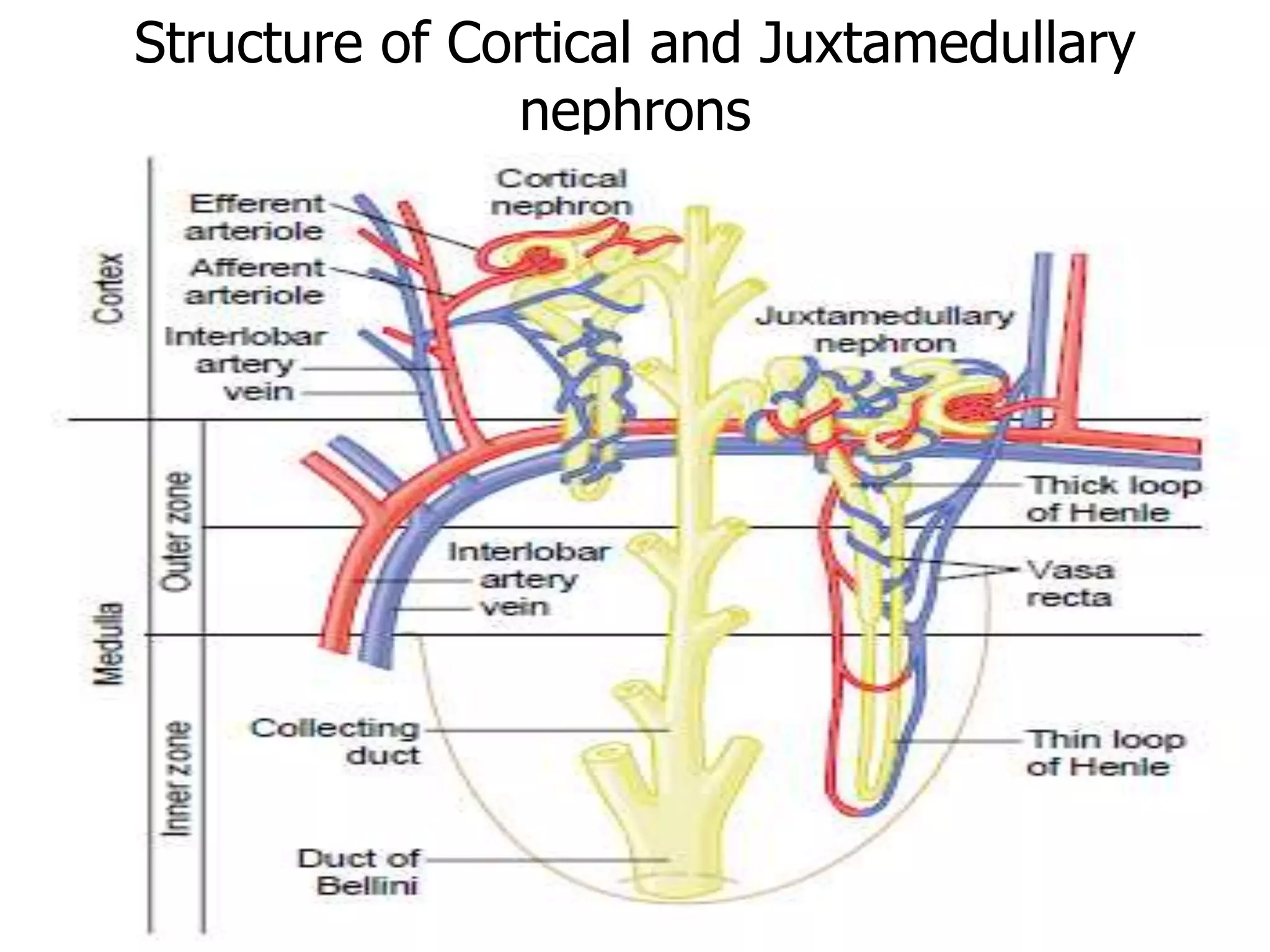 Structure of Cortical and Juxtamedullary
nephrons
 